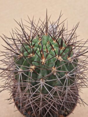 Acanthocalycium aurantiacum
