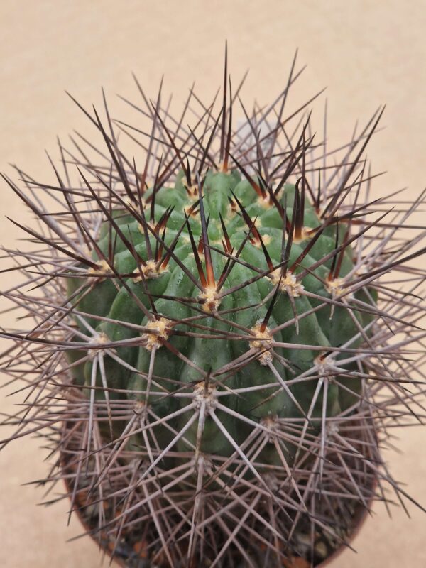 Acanthocalycium aurantiacum
