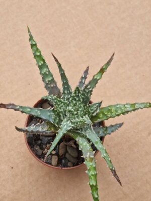 Aloe humilis