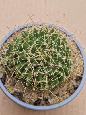 20260605_161805 Mammillaria decipiens