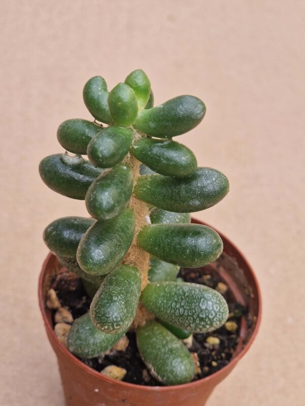 Sedum hernandezii