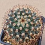 Mammillaria bocensis