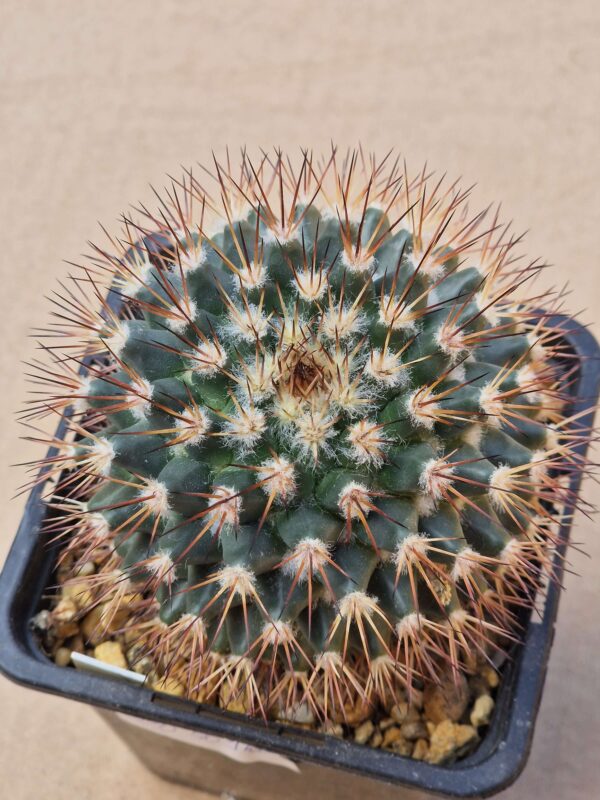 Mammillaria bocensis