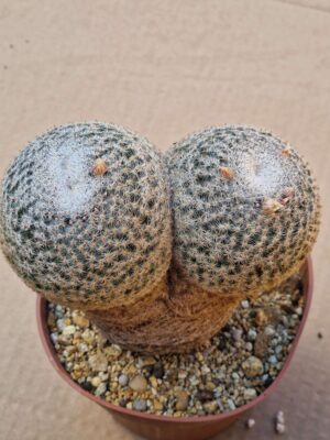 20260606_092055 Mammillaria microthele