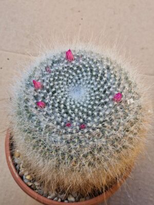 20260606_092118 Mammillaria hahniana