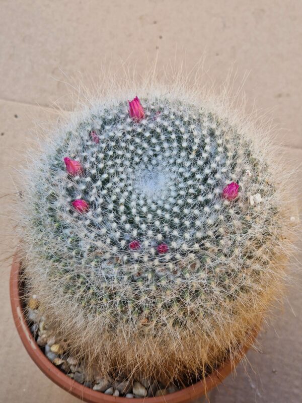 Mammillaria hahniana