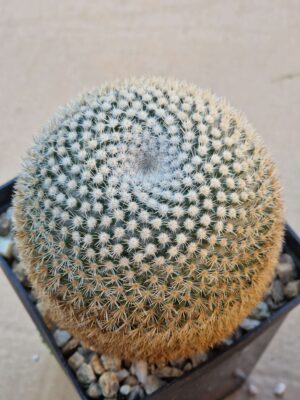Mammillaria albiarmata