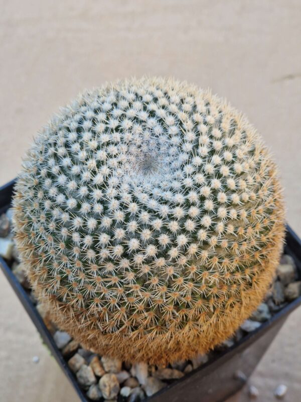 Mammillaria albiarmata