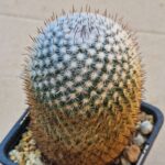 Mammillaria elegans