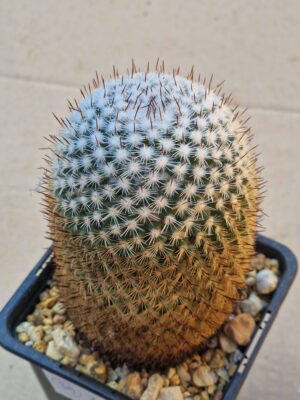 20260606_092732 Mammillaria elegans