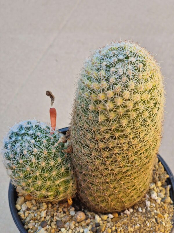 Mammillaria grahamii
