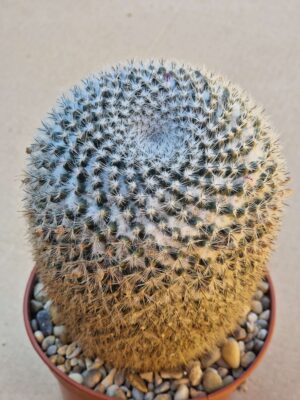 20260606_093927 Mammillaria chionocephala