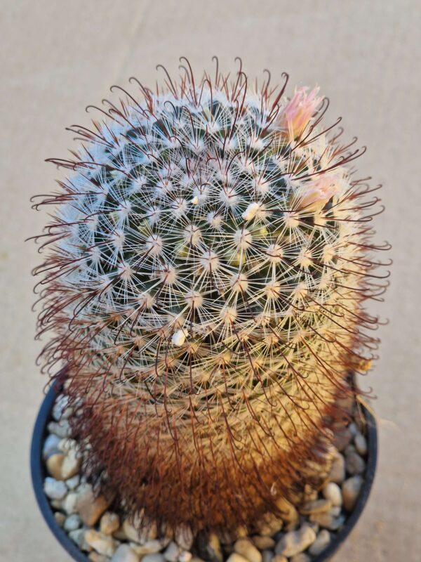 Mammillaria jaliscana