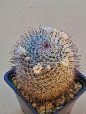 20260606_094529 Mammillaria ritteriana