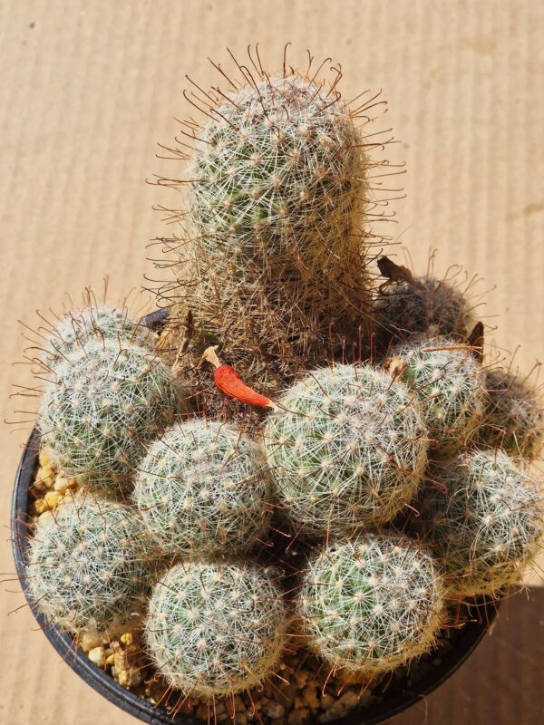 Mammillaria grahamii
