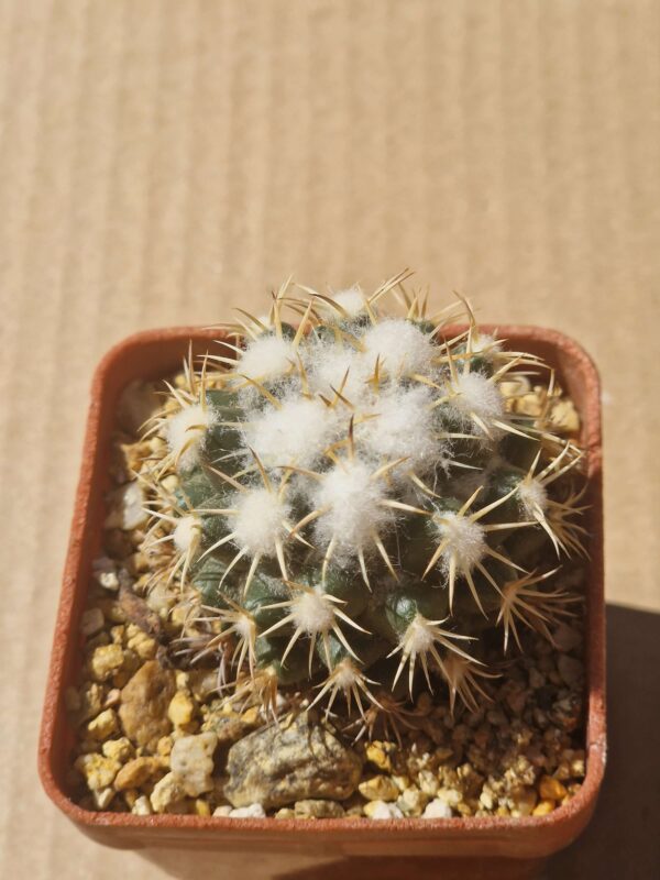 Coryphantha kracikii