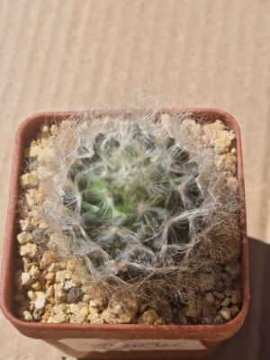 Mammillaria aureilanata
