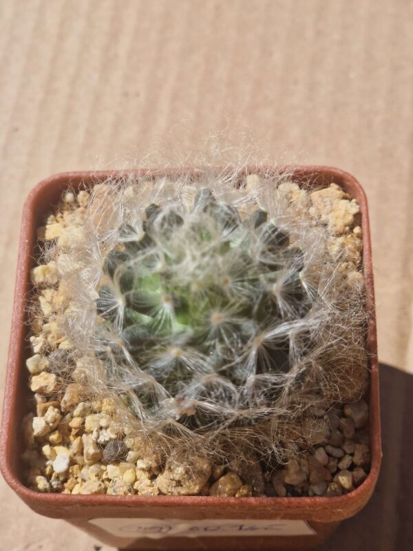 Mammillaria aureilanata