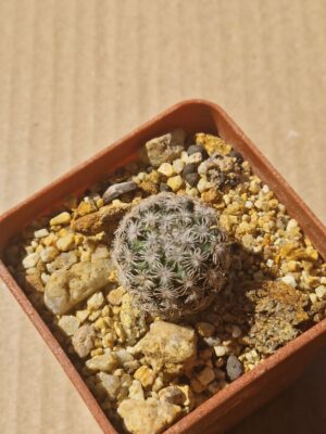 20260606_101541 Mammillaria hernandezii