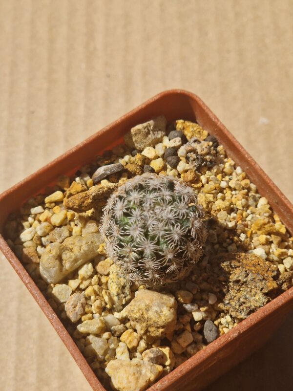 Mammillaria hernandezii