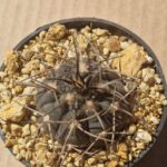 Gymnocalycium spegazzinii