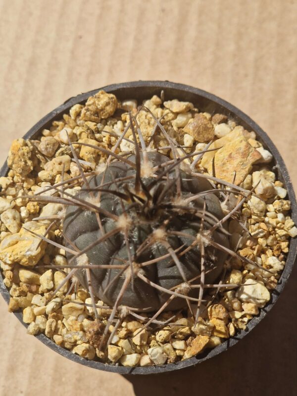 Gymnocalycium spegazzinii