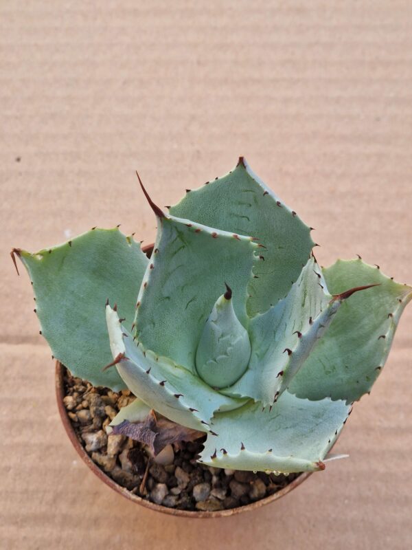 Agave parryi