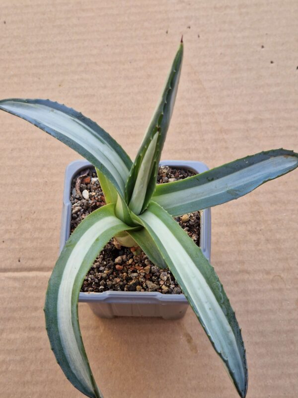 Agave sp