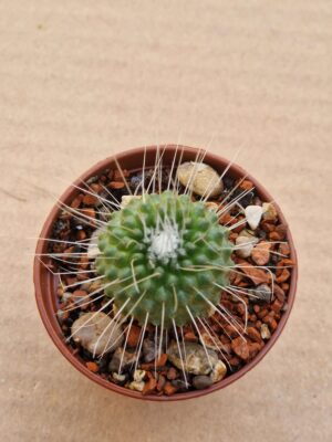 20260606_172007 Mammillaria spinosisima cv Uno Pico