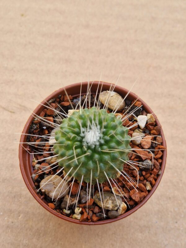 Mammillaria spinosisima cv Uno Pico