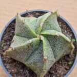 Astrophytum hybrid