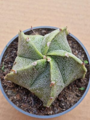20260606_172603 Astrophytum hybrid