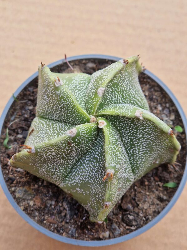 Astrophytum hybrid