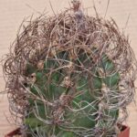 Astrophytum senile