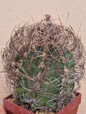 20260606_173333 Astrophytum senile