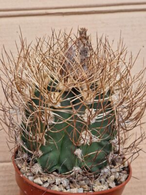 20260606_173357 Astrophytum senile v aureum