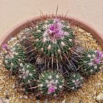 20260606_173950 Echinofossulocactus sp