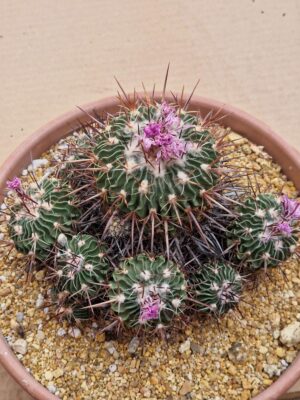 20260606_173950 Echinofossulocactus sp