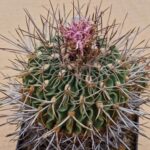20260606_174323 Echinofossulocactus sp