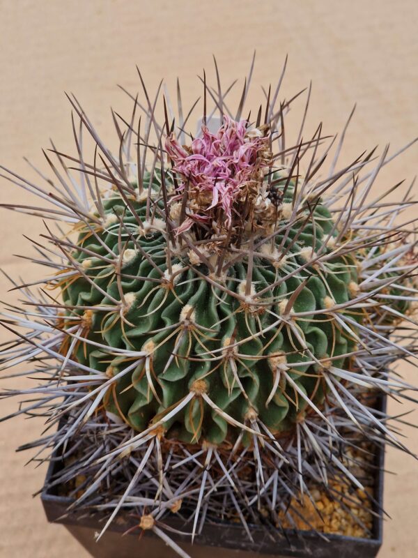 Echinofossulocactus sp