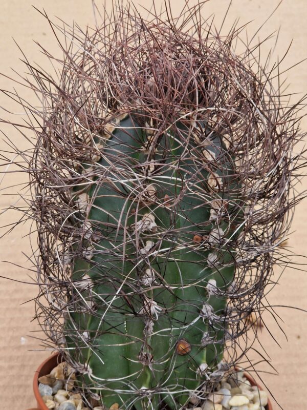 Astrophytum senile