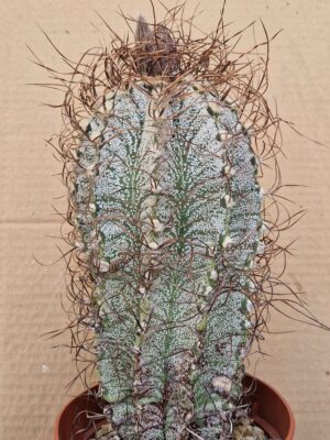 20260606_181028 Astrophytum capricorne