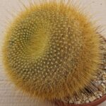 Notocactus graesnerii