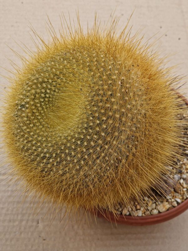 Notocactus graesnerii