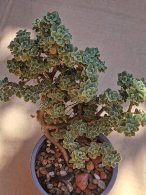 Aeonium lindleyi