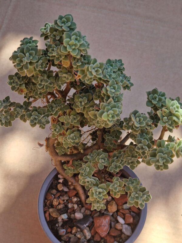Aeonium lindleyi