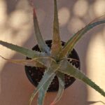 20260607_093646 Dyckia sp