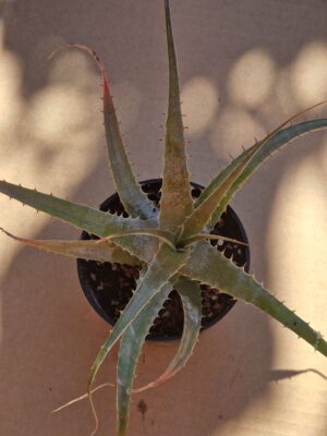 20260607_093646 Dyckia sp