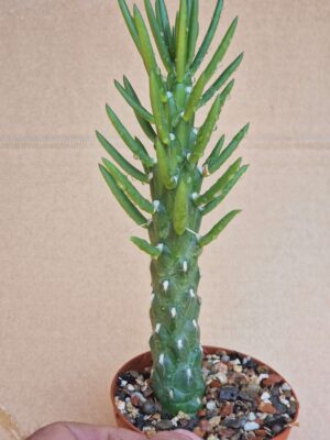 Opuntia subulata