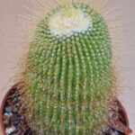 20260607_095154 Notocactus leninghausii v minor